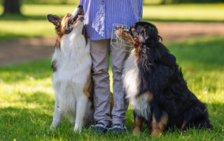 Maulkorbtraining Sicherheit auf der Schnautze Kai Hartmann Nancy Wendler Hundetrainer Hundeschule Dresden Chemnitz Leipzig