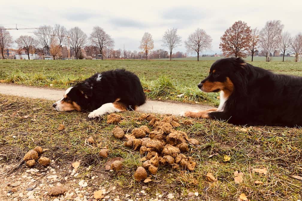 Dein Hund frisst alles vom Boden Hundetrainer Dresden